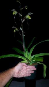 Paphiopedilum Temptation