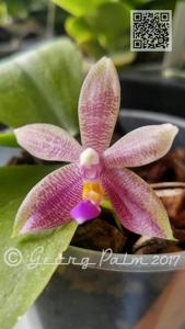 Phalaenopsis Fribourg