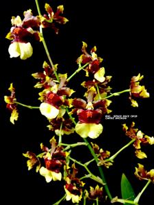 Oncidium Space Race