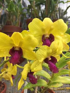 Dendrobium Burana Gold