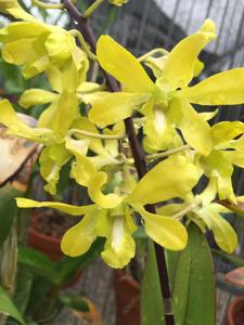 Dendrobium Genting Royal