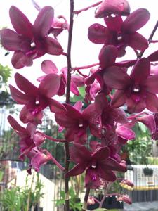 Dendrobium Vintner's Reserve