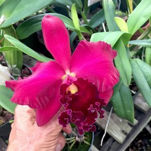 Rhyncholaeliocattleya Miya's Radiance