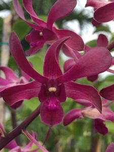 Dendrobium Hawaiian Punch