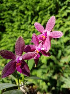 Phalaenopsis Autumn Rain
