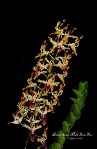 Dendrobium Mah Bow Tan