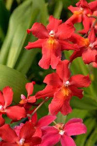 Oncostelopsis Fran's Jewels