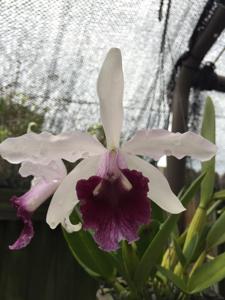 Cattleya irrorata