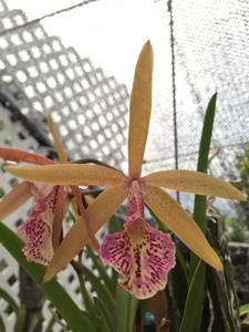 Brassocattleya Michael Kaduce