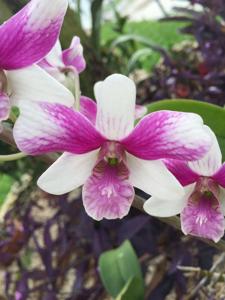 Dendrobium Triple Fantasy