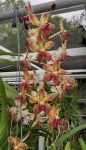 Vandachostylis Yen HKN Ng