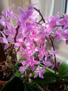 Phalaenopsis Rainbow Chip