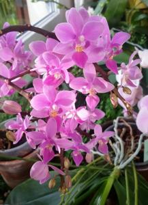 Phalaenopsis Rainbow Chip