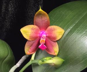 Phalaenopsis Pylo's Eagle Passion