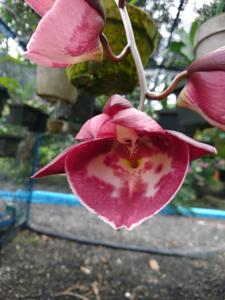Catasetum Kuok Khoon Tsen