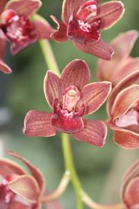 Cymbidium Tuffet