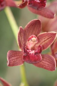 Cymbidium Tuffet