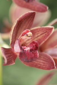 Cymbidium Tuffet