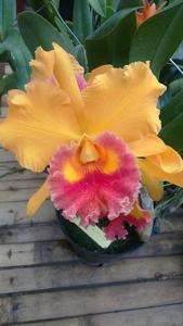 Rhyncholaeliocattleya Chien Ya Sunrise