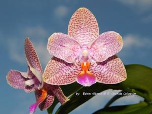 Phalaenopsis Joy Fairy Tale