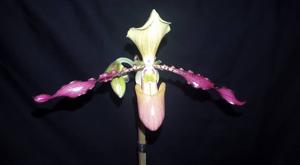 Paphiopedilum Vicky's Twirls