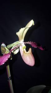 Paphiopedilum Vicky's Twirls