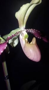 Paphiopedilum Vicky's Twirls