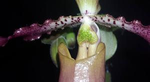 Paphiopedilum Vicky's Twirls