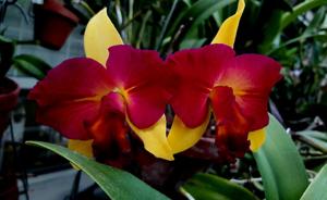 Cattleya Fire Magic