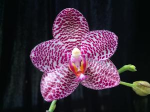 Phalaenopsis LD Gigan Sun