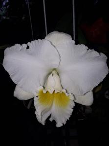 Rhyncholaeliocattleya Burdekin Wonder