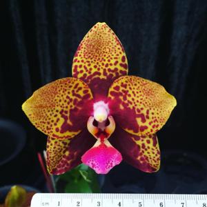 Phalaenopsis Zheng Min Anaconda