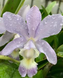 Cattleya dolosa