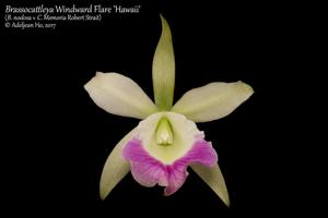 Brassocattleya Windward Flare