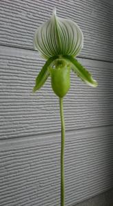 Paphiopedilum Procrustes