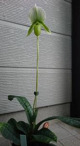 Paphiopedilum Procrustes