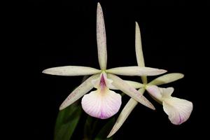 Brassocattleya Doña Lillian