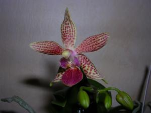 Phalaenopsis Musick Mini Dots