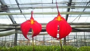 Masdevallia Fraseri