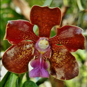 Vanda Edfrans Delight