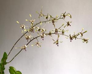 Dendrobium Tan Kok Swee