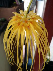 Bulbophyllum Lion King