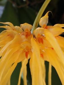 Bulbophyllum Lion King