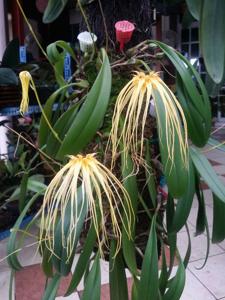 Bulbophyllum Lion King