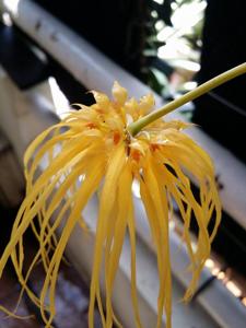 Bulbophyllum Lion King