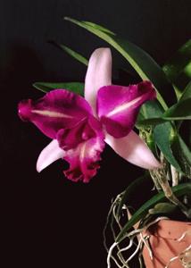 Cattleya Schilleriana gx