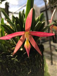 Brassocattleya Rossy Ochoa