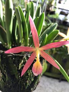 Brassocattleya Rossy Ochoa