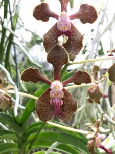 Vanda Bangkok Brown