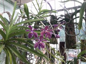 Vanda Kultana